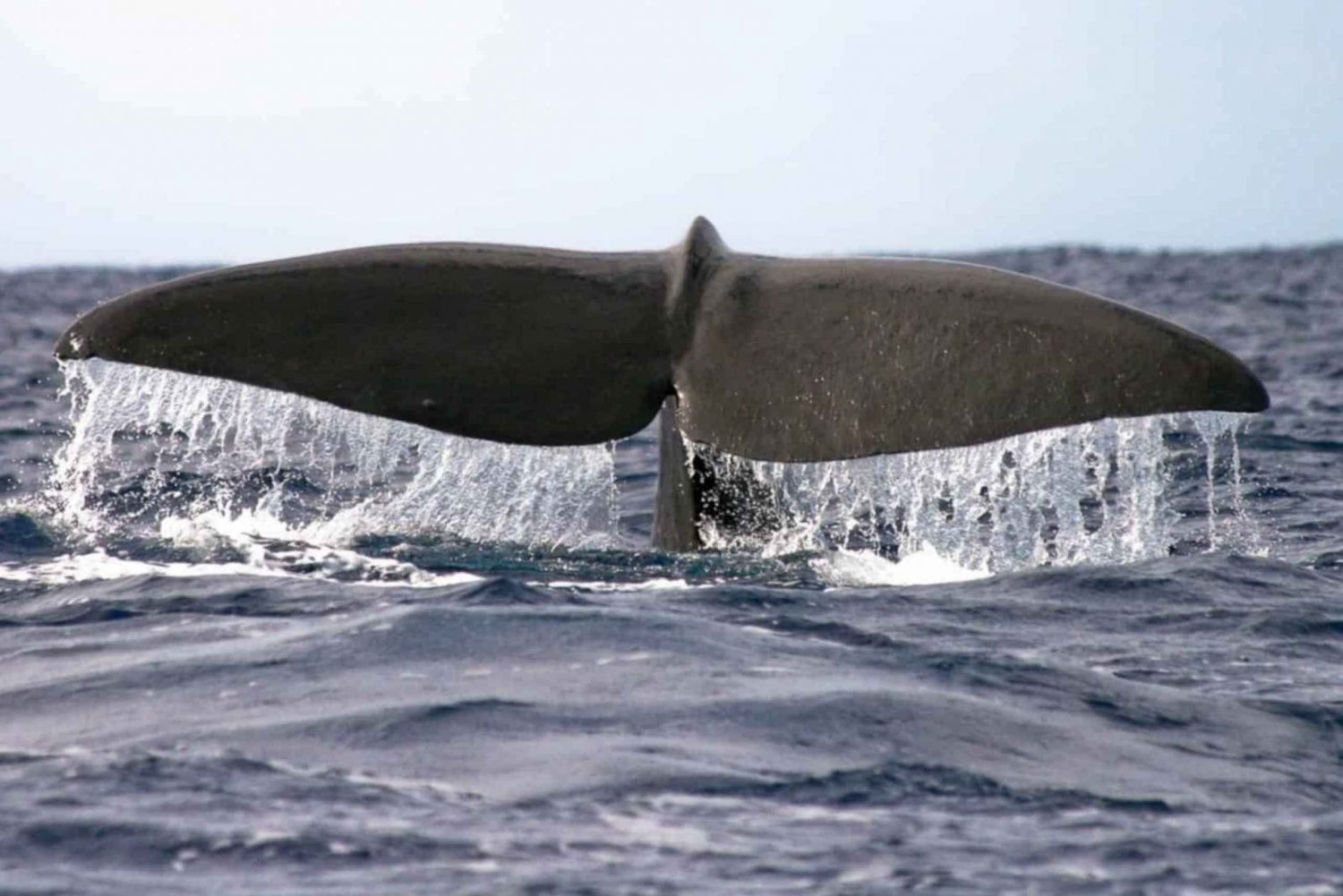 Madeira: Garanteret hval- eller delfinsafari