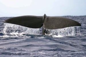 Madeira: Guaranteed Whales or Dolphins Watching Tour