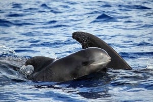 Madeira: Guaranteed Whales or Dolphins Watching Tour