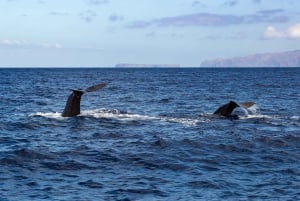 Madeira: Guaranteed Whales or Dolphins Watching Tour