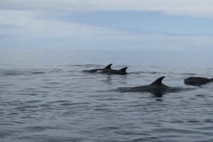 Madeira: Guaranteed Whales or Dolphins Watching Tour