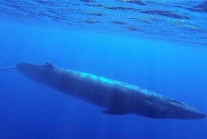 Madeira: Guaranteed Whales or Dolphins Watching Tour