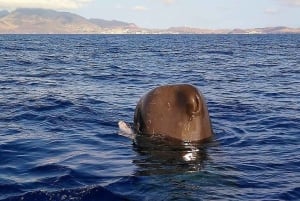 Madeira: Guaranteed Whales or Dolphins Watching Tour