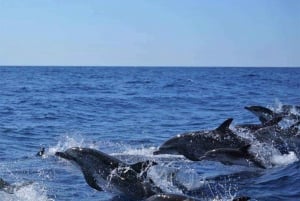 Madeira: Guaranteed Whales or Dolphins Watching Tour