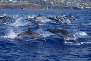 Madeira: Guaranteed Whales or Dolphins Watching Tour