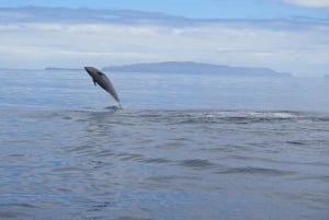 Madeira: Guaranteed Whales or Dolphins Watching Tour