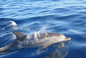 Madeira: Guaranteed Whales or Dolphins Watching Tour