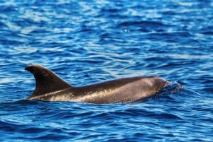 Madeira: Guaranteed Whales or Dolphins Watching Tour