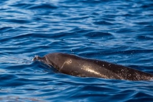 Madeira: Guaranteed Whales or Dolphins Watching Tour