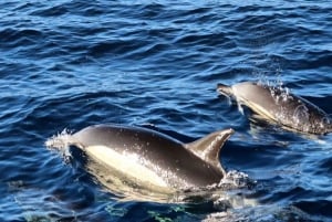 Madeira: Guaranteed Whales or Dolphins Watching Tour