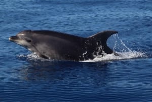 Madeira: Guaranteed Whales or Dolphins Watching Tour