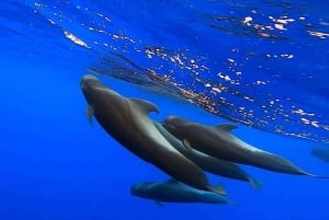 Madeira: Guaranteed Whales or Dolphins Watching Tour