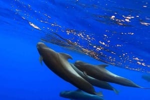 Madeira: Guaranteed Whales or Dolphins Watching Tour