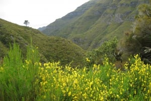 Madeira: Guided Full-Day Rabaçal Walk