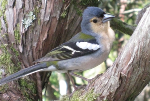 Мадейра: прогулка с гидом на Рабасале на целый день
