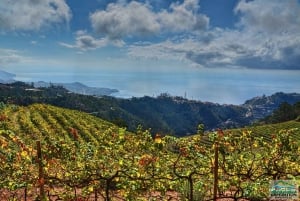 Madeira: Half-Day Nun's Valley and Sea Cliff Tour