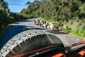 Madeira: Half-Day Pico Arieiro Jeep Tour