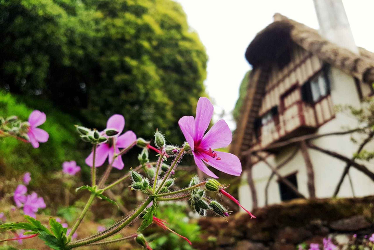 Ilha da Madeira: Passeio da Levada do Caldeirão Verde