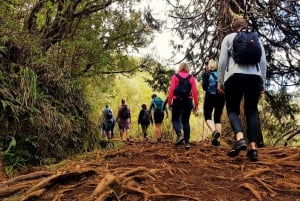 Madeira Island: Caldeirão Verde Levada Walk