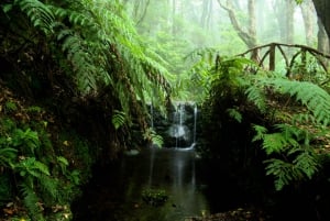 Madeira Island: Caldeirão Verde Levada Walk