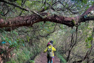 Ilha da Madeira: Passeio da Levada do Caldeirão Verde