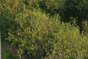 Madeira island full day tour