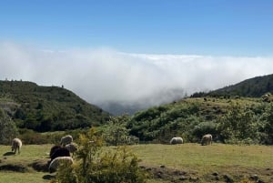 MADEIRA: Jeep Safari to Pico Arieiro & Santana local Houses