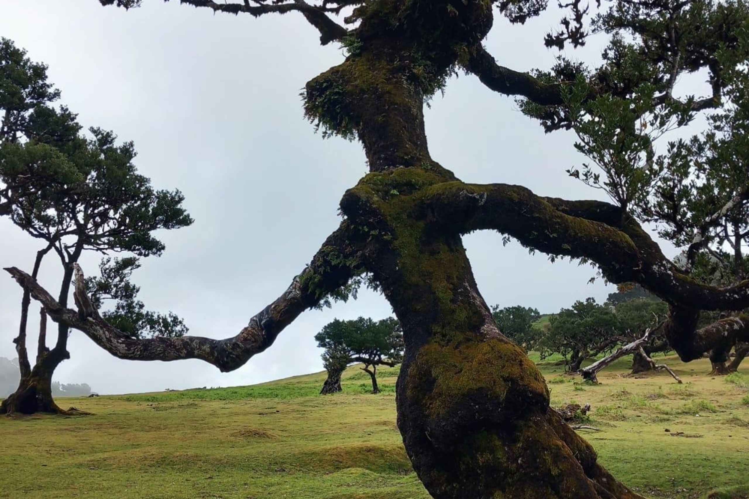 Madeira Jeep Safari Tour med Fanal Forest og naturlige pools