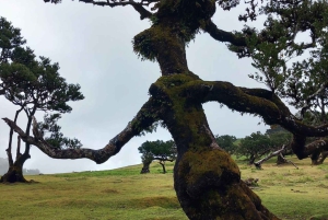 Madeira Jeep Safari Tour med Fanal Forest og naturlige pools