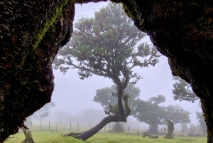 Madeira Jeep Safari Tour med Fanal Forest og naturlige pools