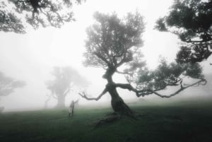 Madeira Jeep Tour 4x4 VIP Fanal Forest, Seixal Beach...