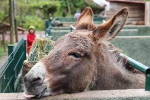 Madeira: Sen sydvästtur med strandtid
