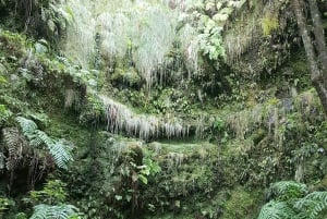 Madeira: Levada Caldeirão Verde Shared Transfer Self-Guided