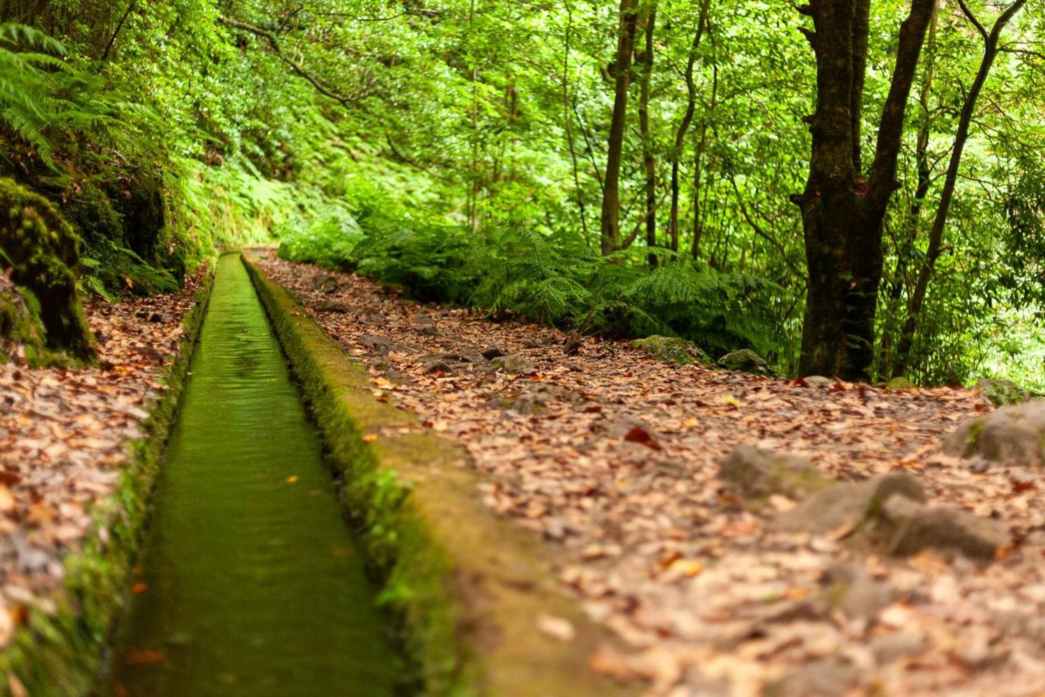 Madeira: PR 18 - Levada do Rei Hike with Transfers