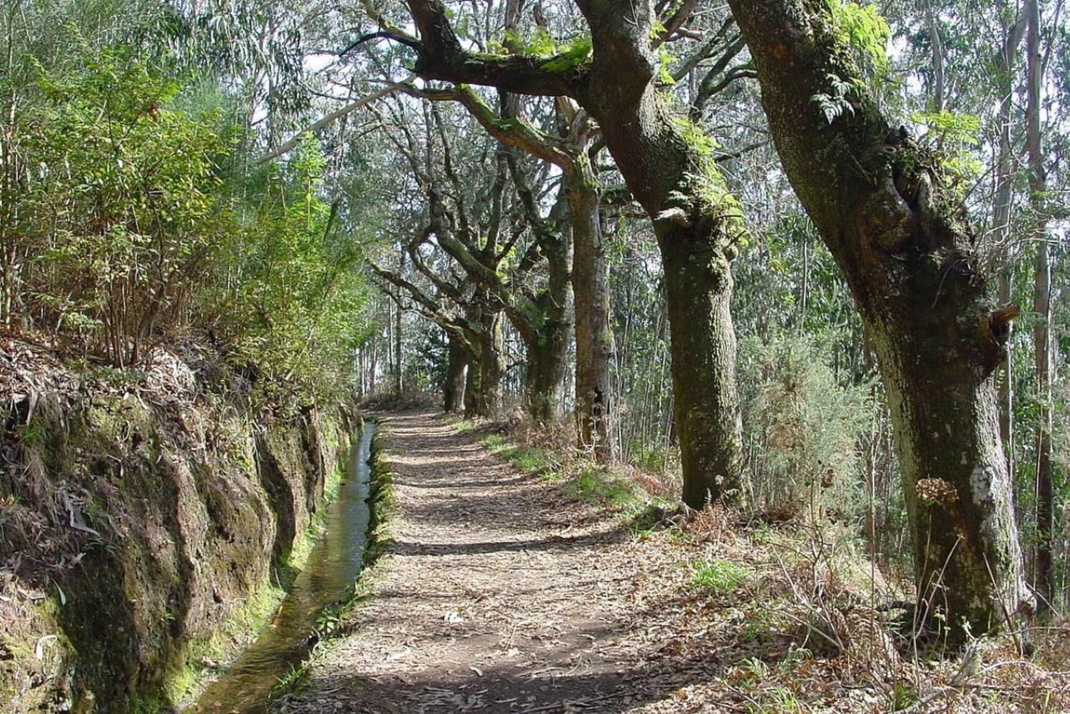 Madeira: Paseo panorámico por el valle del paraíso de Levada
