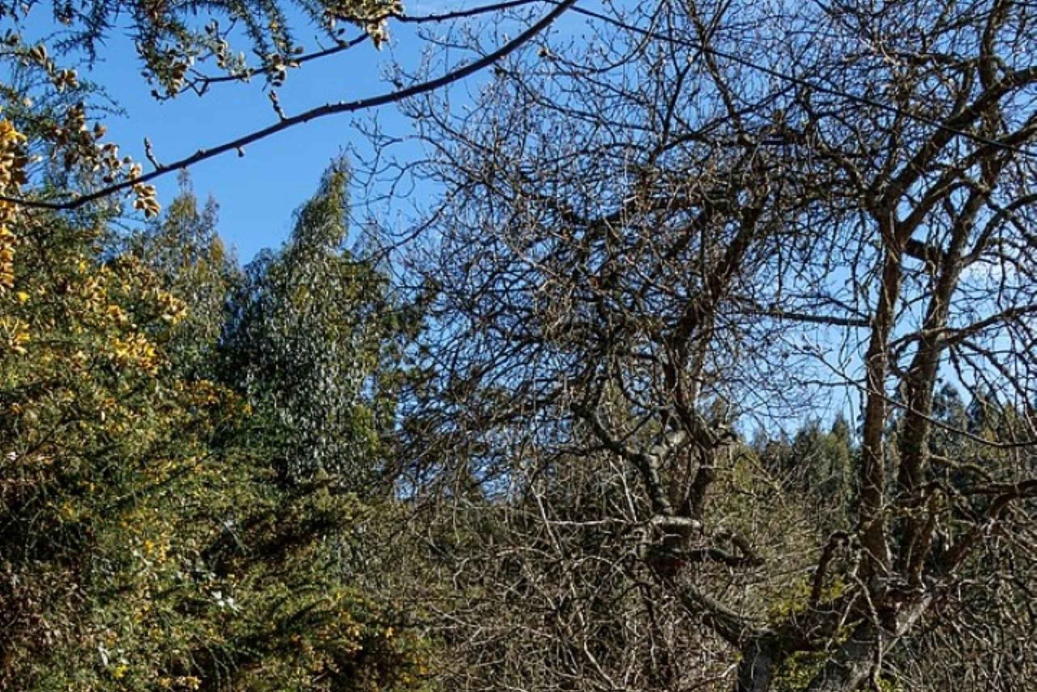 Madeira: Paseo panorámico por el valle del paraíso de Levada