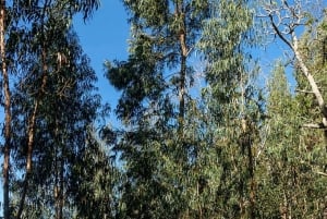 Madeira: Levada Paradise Valley Scenic Walk