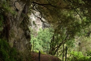 Madeira: Levada Paradise Valley Scenic Walk