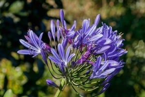 Madeira: Levada Paradise Valley Scenic Walk