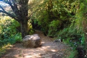 Madeira: Levada Paradise Valley Scenic Walk