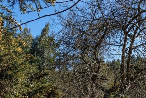 Madeira: Levada Paradise Valley Scenic Walk