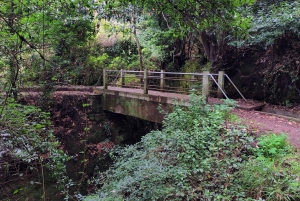 Madeira: Levada-stier med vann, mennesker og tradisjon