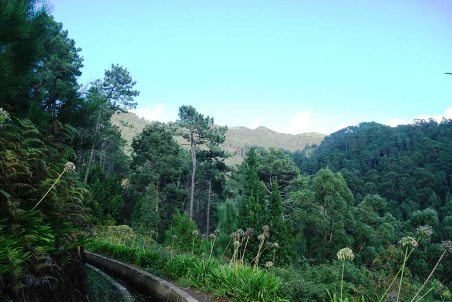 Madeira: tour guidato privato di Levada Prazeres