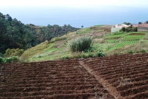 Madeira: Levada Prazeres privat guidad tur