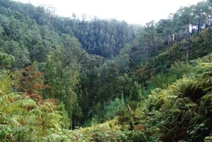 Madeira: Levada Prazeres privat guidad tur