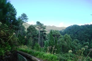 Madeira: Levada Prazeres privat guidad tur