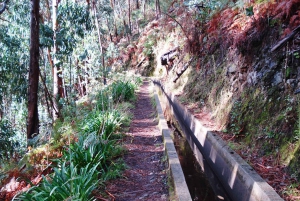 Madeira: Levada Prazeres privat guidad tur