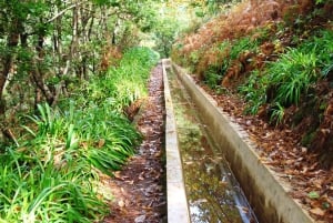 Madeira: Levada Prazeres privat guidad tur