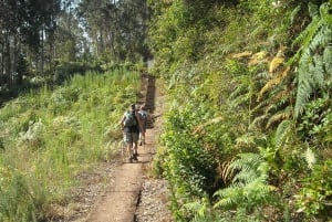 Madeira: Levada Referta – Castelejo Guided Walk