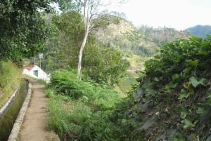 Madeira: Levada Referta – Castelejo Guided Walk